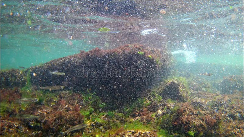 Pequeños peces juveniles nadan en aguas ricas en oxÃgeno de la zona de olas de ruptura, las algas verdes y rojas crecen sobre la almacen de metraje de vídeo