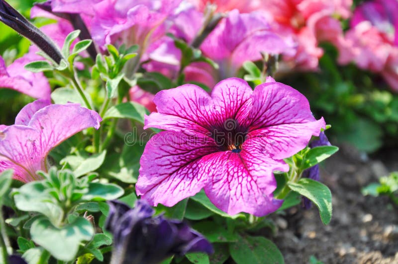 Período Vegetativo De Jardinagem De Vasilhame Floral Roxo De Flores  Cor-de-rosa Floração Rosa Petunia Begonia Nat Decorativo Imagem de Stock -  Imagem de pétala, floral: 210797137