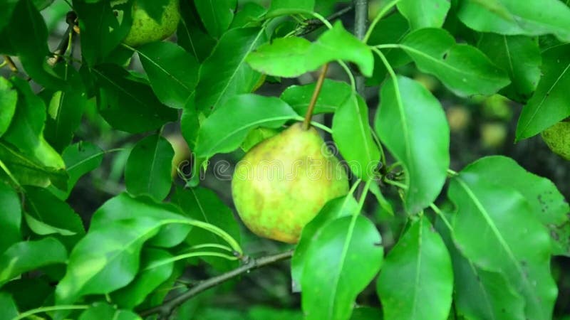 Peras maduras recolhidas no jardim do fruto