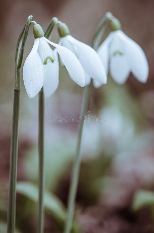 Perce-neige de trois blancs image stock Perce-neige de trois blancs image stock