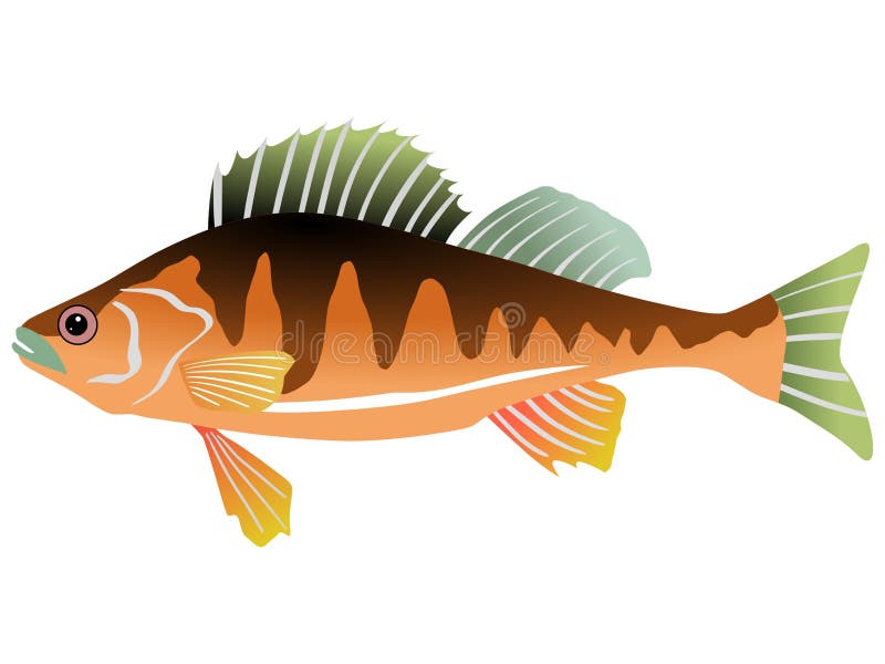 Perch royalty free illustration