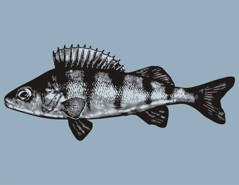 Perch vector illustration