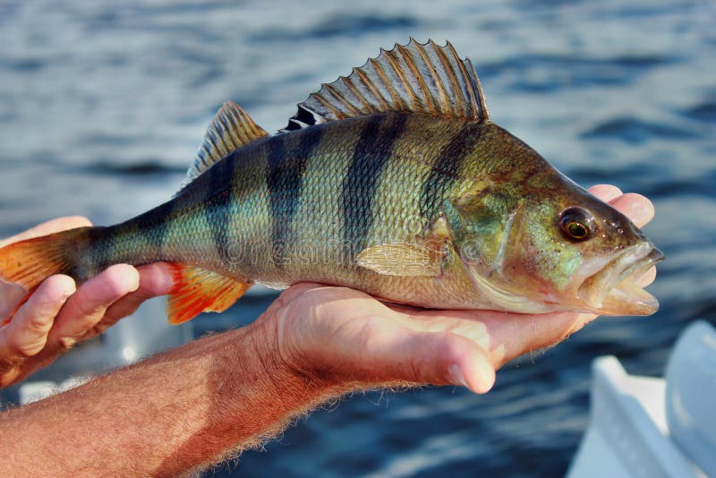 Perch caught in the hand