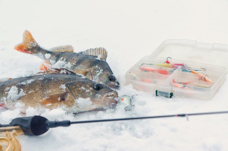 Perch caught on ice fishing. Winter gear stock photos
