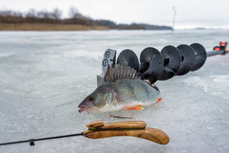 Perch Caught on Spoon Fishing on Ice Stock Image Image of lake, frost