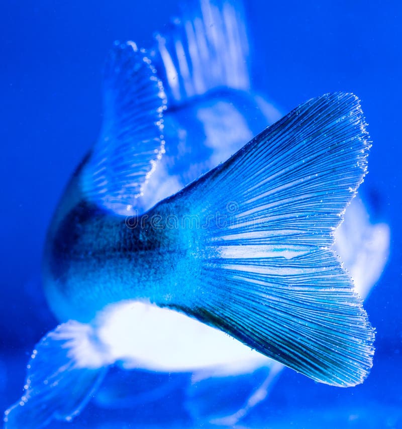 Perch Fish Fins in Blue Light Stock Image Image of animal, blue