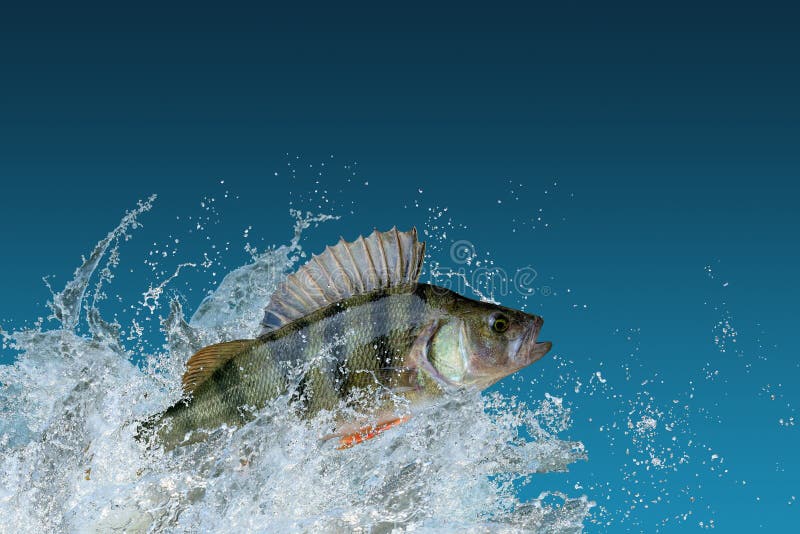Perch fish jumping with splashing in water royalty free stock images
