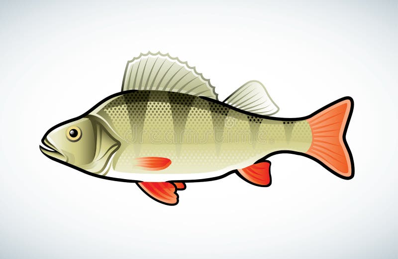 Perch illustration stock vector. Illustration of swim 18594196