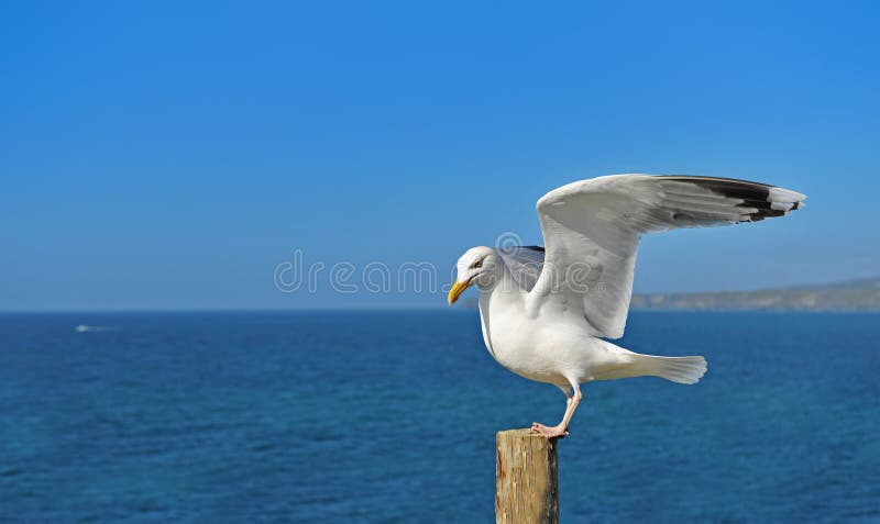 Perche européenne de mouette d'harengs sur le rondin photos libres de droits Perche européenne de mouette d'harengs sur le rondin photos libres de droits