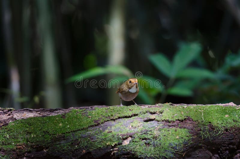 perche Rufous-browed de FLYCATCHER en nature photo libre de droits perche Rufous-browed de FLYCATCHER en nature photo libre de droits