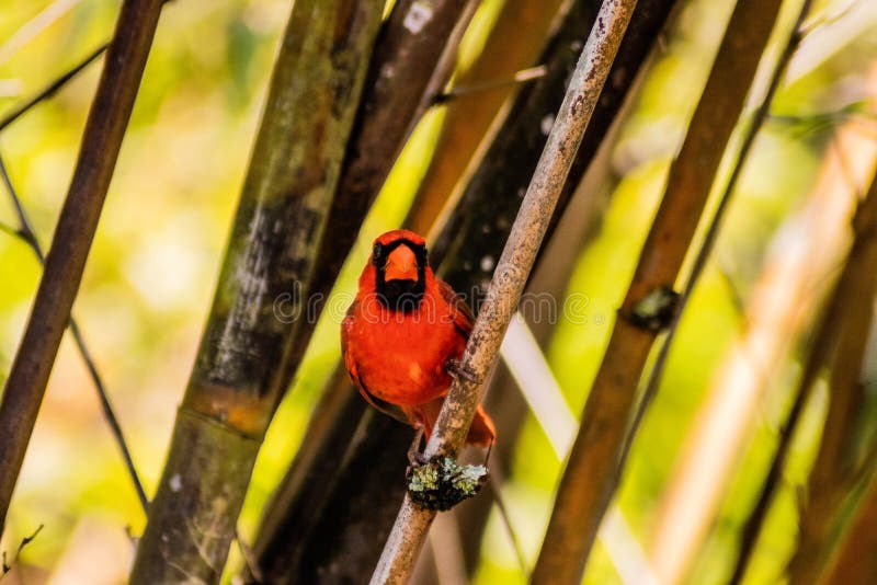 Perched Between Bamboo cardinal rojo y fabricación del contacto visual en Sunny Day imagen de archivo libre de regalías Perched Between Bamboo cardinal rojo y fabricación del contacto visual en Sunny Day imagen de archivo libre de regalías