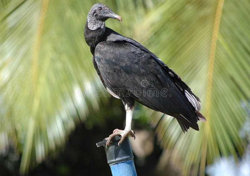 Perched black vulture - Coragyps astratus