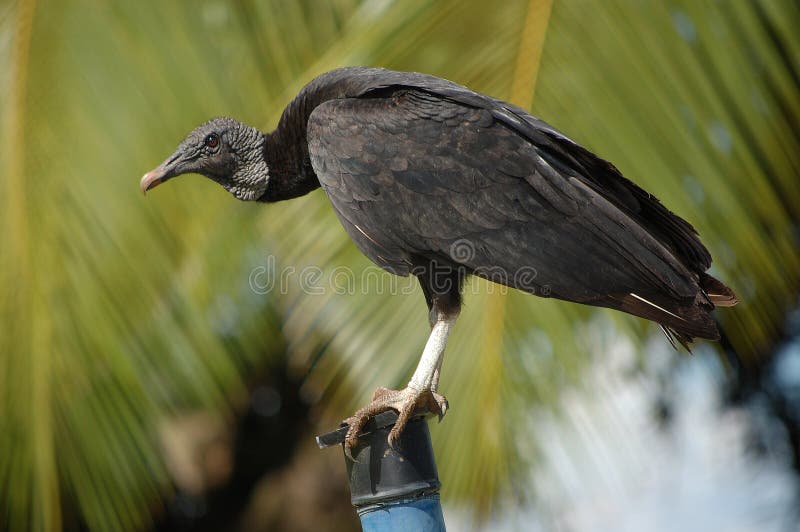 Perched black vulture - Coragyps atratus