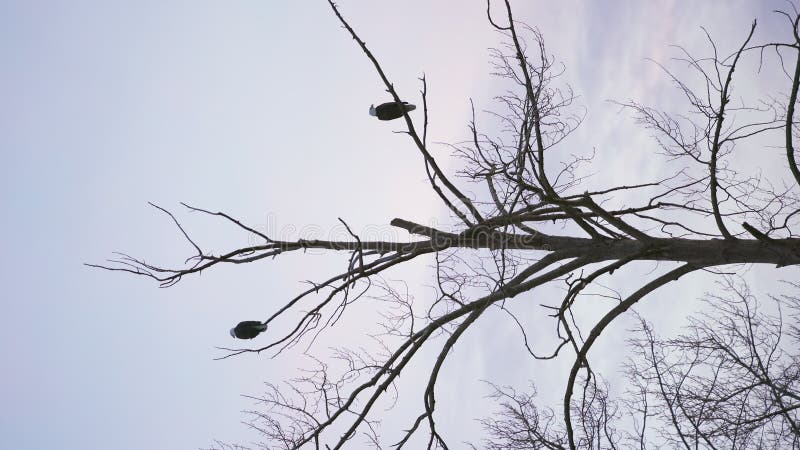 Perched Eagles on an Overcast Day vertical video 4K UHD stock footage