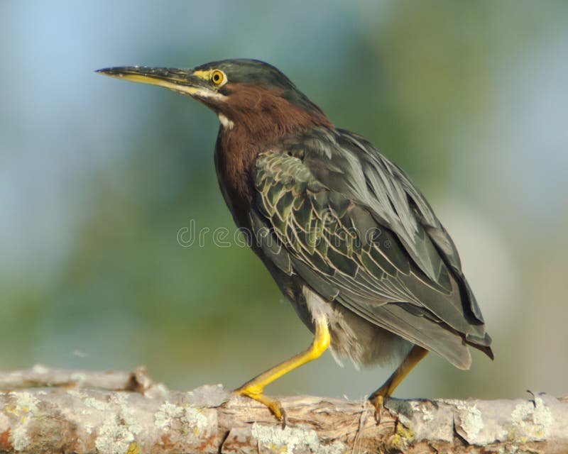 Perched Green Heron