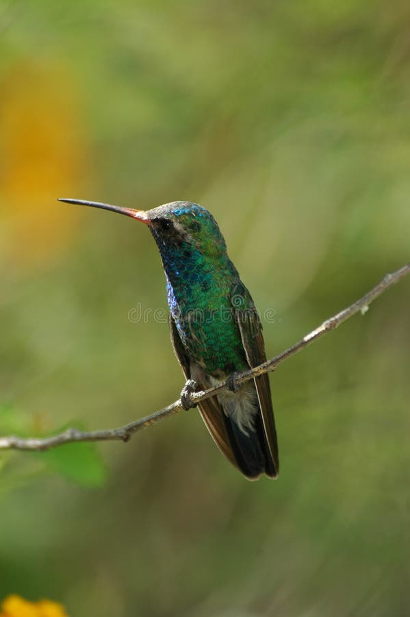 Perched hummingbird