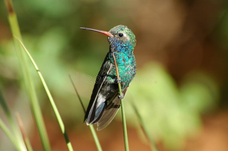 Perched hummingbird royalty free stock photography
