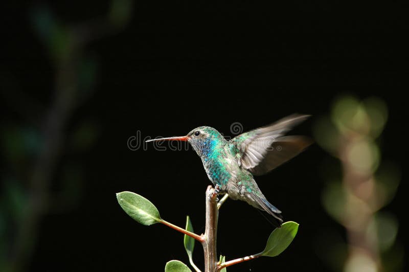 Perched hummingbird