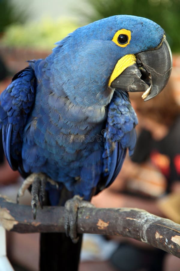 Perched hyacinth macaw stock images