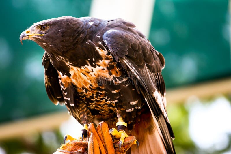 Perched Majestic African Golden Eagle Stock Photo Image of actions