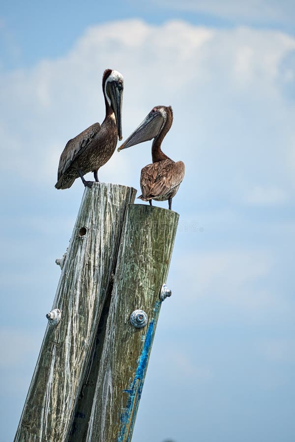 Perched pelicans