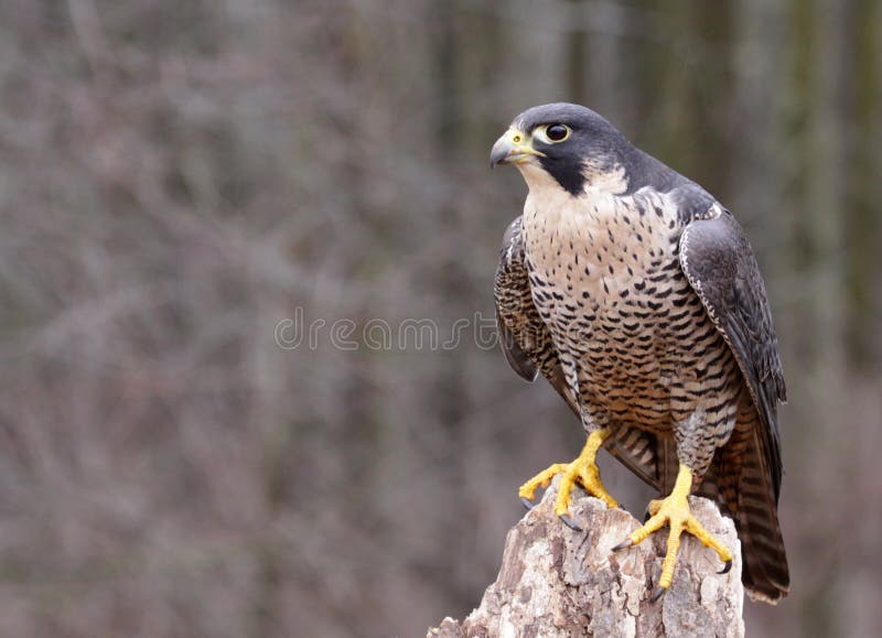 Perched Peregrine Falcon