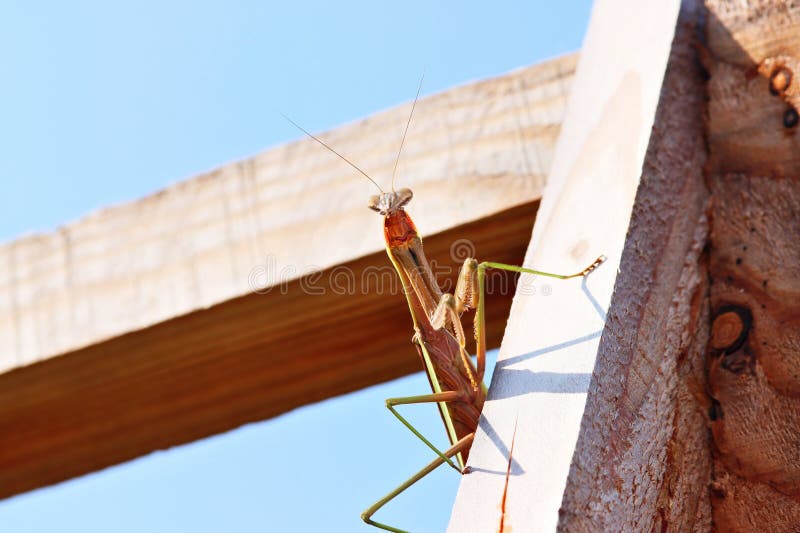Perched Praying Mantis stock photo. Image of frame, garden Biology Diagrams