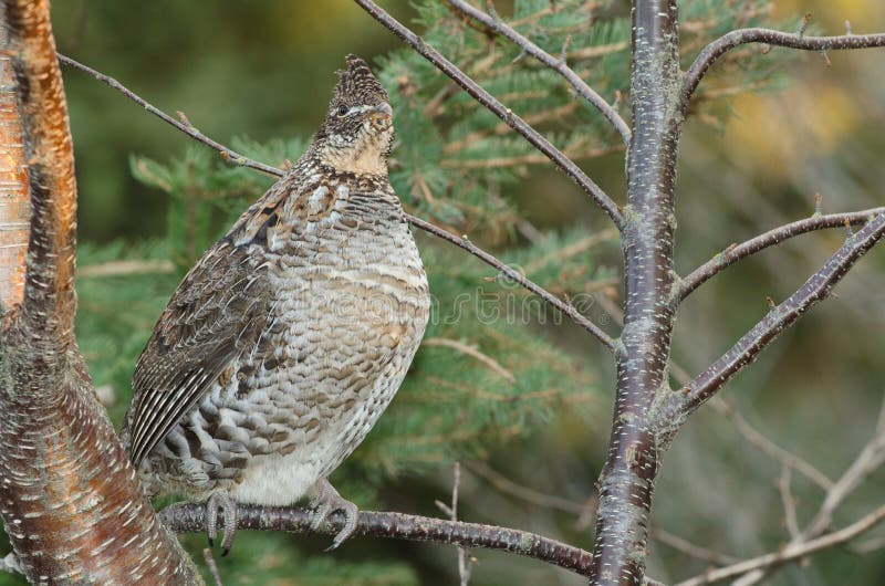 Perched Ruffed grouse royalty free stock image