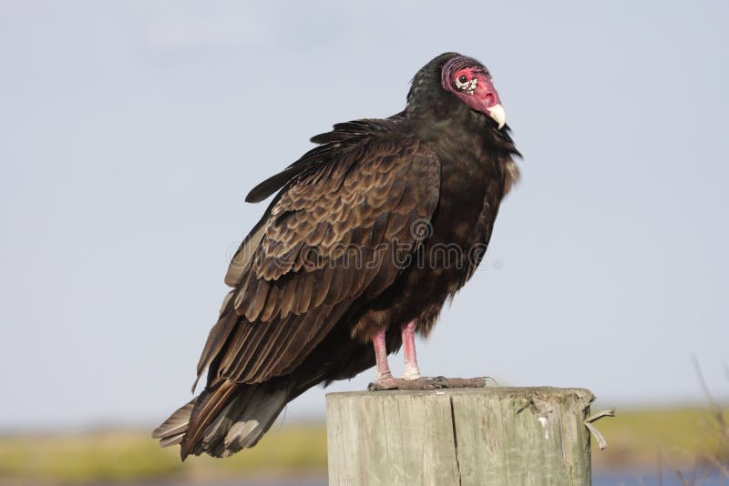 Perched Turkey Vulture