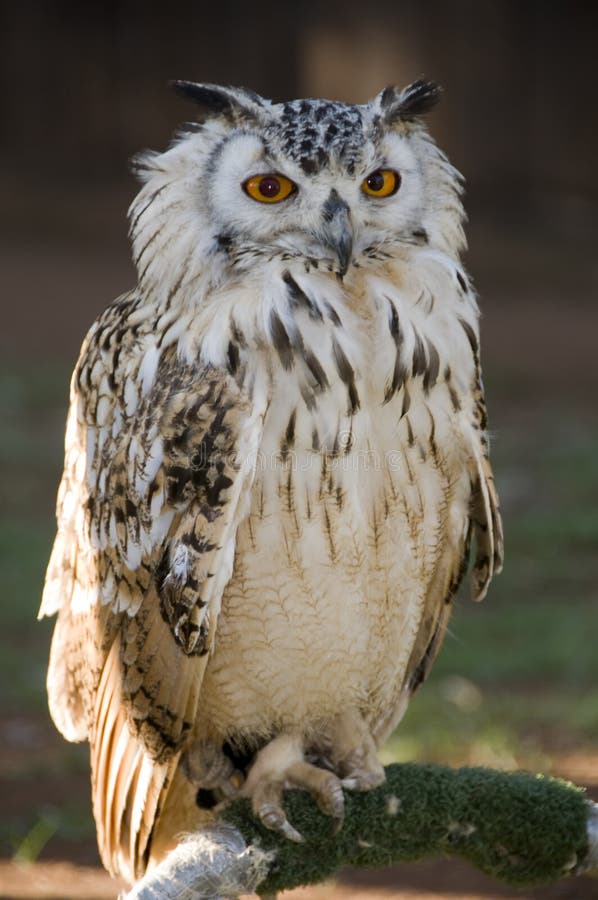 Portrait of a perched Vermiculated Eagle Owl found in the Pilansberg area, North West Province of South Africa