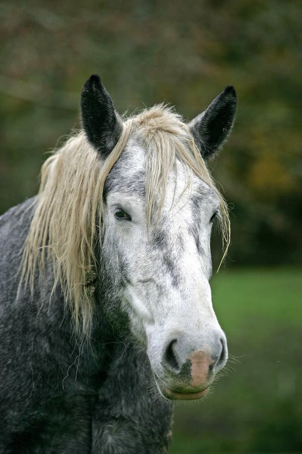 Percheron Draft Horses, a French Breed, Mare and New Born Foal Stock