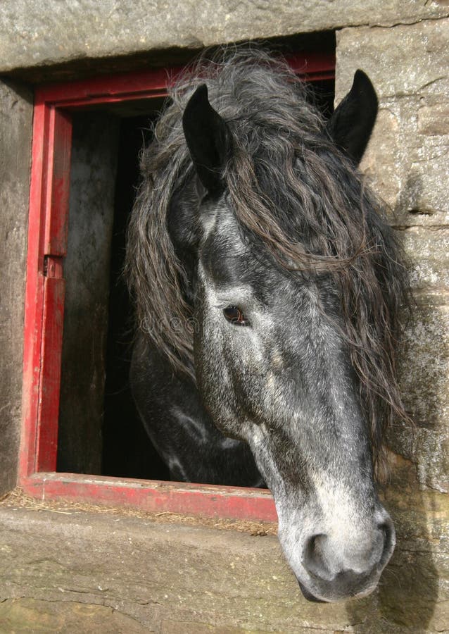 Ardennes horse on blue sky stock photo. Image of dray - 7500106