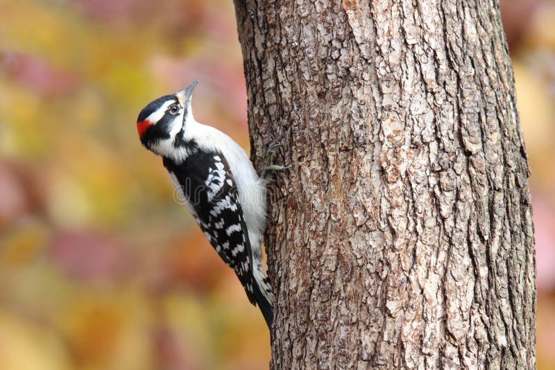 243 Downy Woodpeckers Stock Photos - Free & Royalty-Free Stock Photos