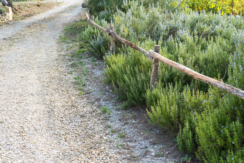 Percorso accanto alle piante sboccianti dei rosmarini nell'orto domestico La Toscana Italia immagine stock libera da diritti Percorso accanto alle piante sboccianti dei rosmarini nell'orto domestico La Toscana Italia immagine stock libera da diritti