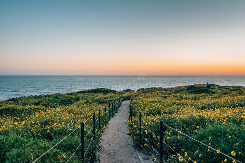 Percorso e fiori gialli al tramonto, a Dana Point Headlands Conservation Area, in Dana Point, contea di Orange, California