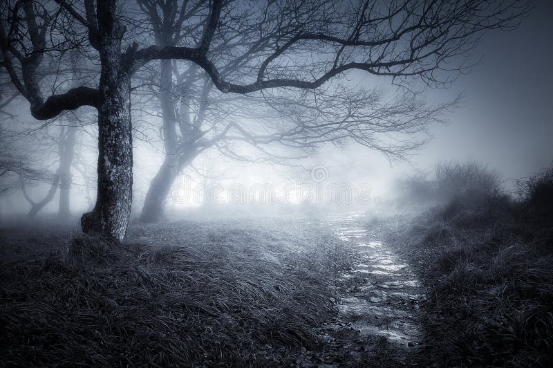 Path in a dark and scary forest. Path in a dark and scary forest