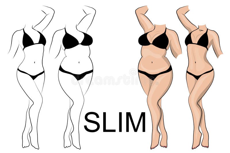 Illustration of female slender figure and thick. Illustration of female slender figure and thick