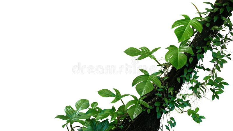 Fiddle leaf philodendron the tropical plant and jungle liana green leaves vines climbing on rainforest tree trunk isolated on white background, clipping path included. Fiddle leaf philodendron the tropical plant and jungle liana green leaves vines climbing on rainforest tree trunk isolated on white background, clipping path included.