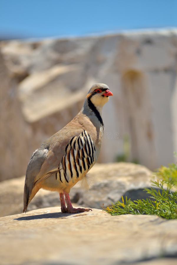 Perdrix chukar images stock