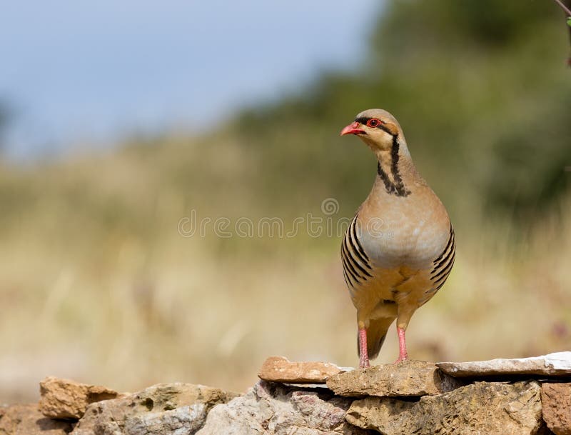 Perdrix chukar (Alectoris chukar) image stock
