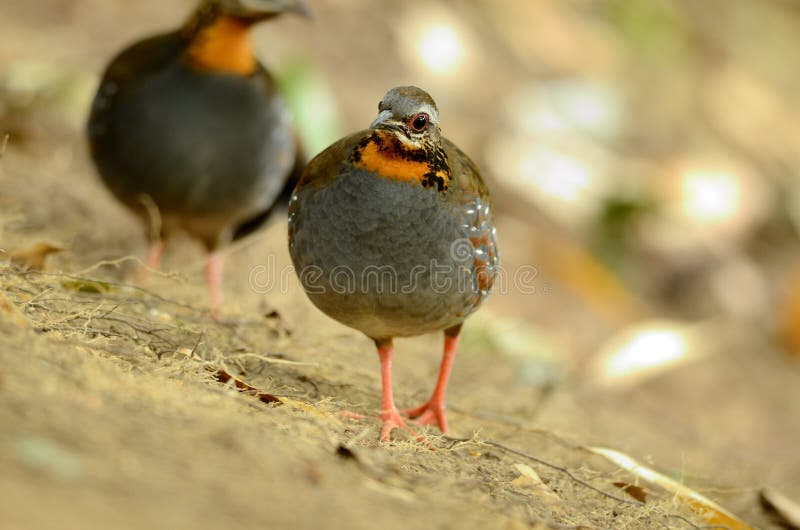 Perdrix à gorge rousse photos stock