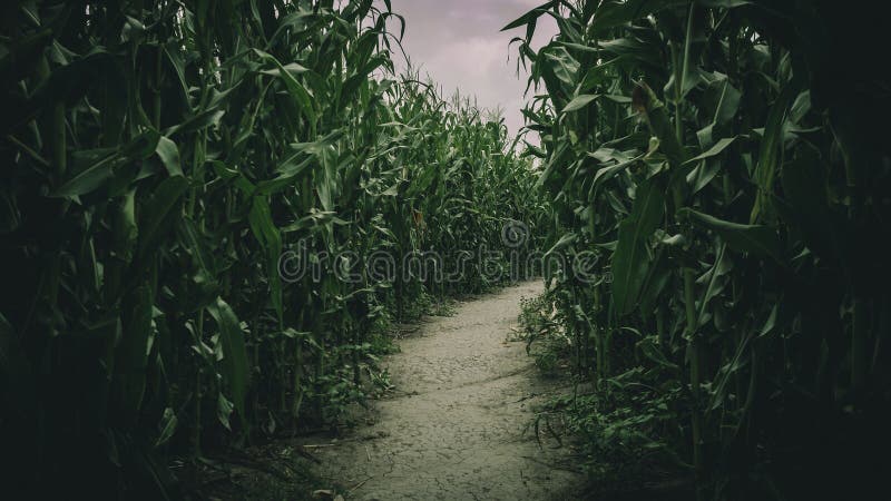 Lost in spooky summer corn maze run, chasing and playing in labyrinth adventure with moody atmosphere. Lost in spooky summer corn maze run, chasing and playing in labyrinth adventure with moody atmosphere