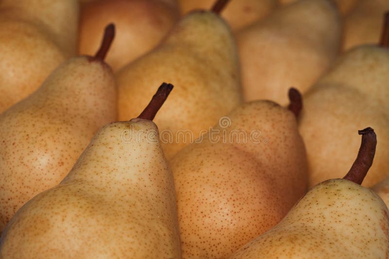 Pere fresche immagine stock libera da diritti Pere fresche immagine stock libera da diritti