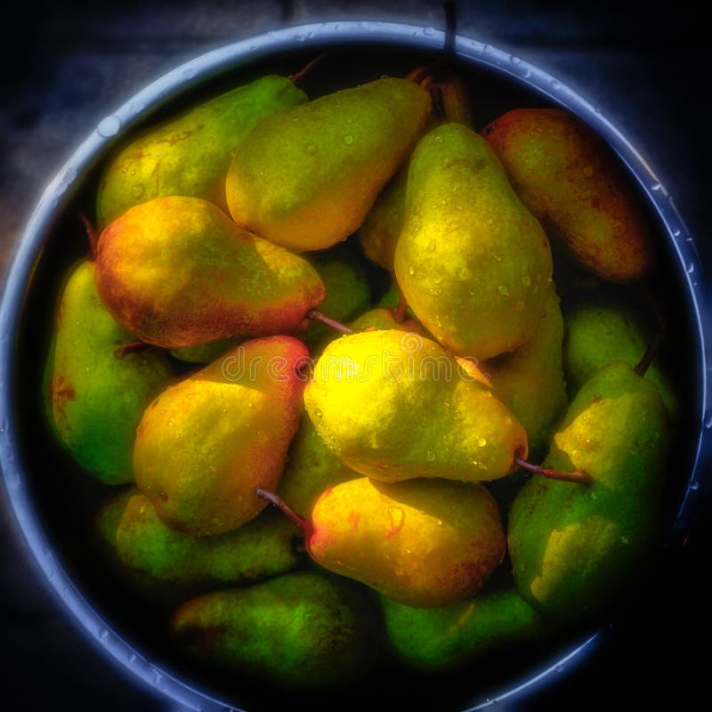 Pere raccolte nelle prime ore del mattino immagine stock Pere raccolte nelle prime ore del mattino immagine stock