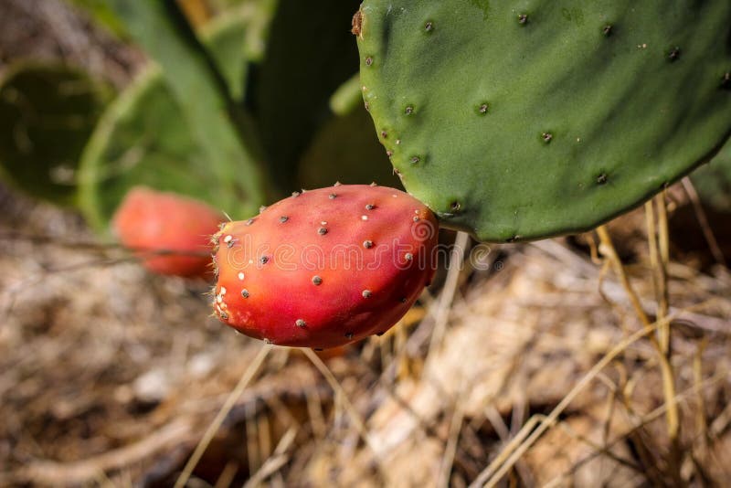 Pere rosse spinose coltivate organiche, su una pianta verde del cactus nei campi pronti per il raccolto in autunno immagini stock libere da diritti Pere rosse spinose coltivate organiche, su una pianta verde del cactus nei campi pronti per il raccolto in autunno immagini stock libere da diritti