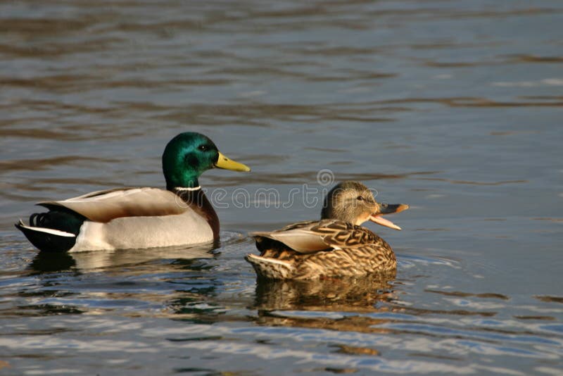 Pereche de bare de calitate royalty free stock photo
