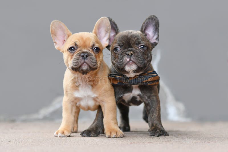 Pereche de pui de câine roșu și de ciocolată brun brun de culoare brun cu 7 săptămâni royalty free stock photo