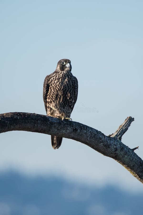 peregrin falcon photos peregrin falcon photos