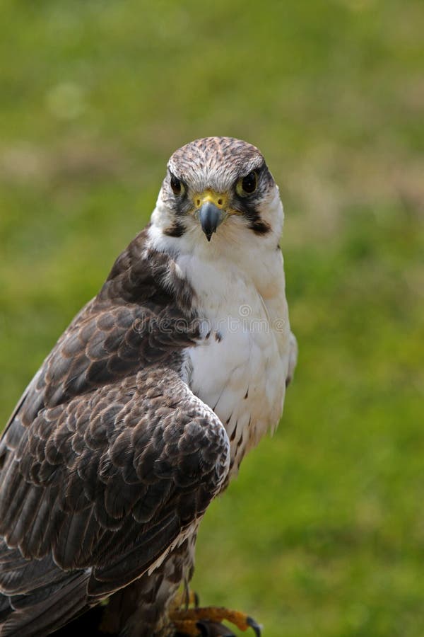 peregrin falcon sound barrier peregrin falcon sound barrier
