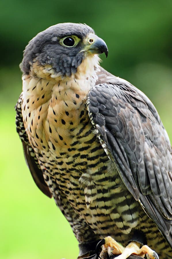 Peregrine Falcon